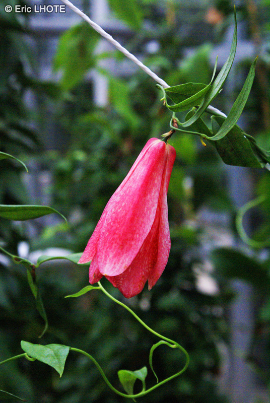 Philesiaceae - Lapageria rosea - Clochette du Chili