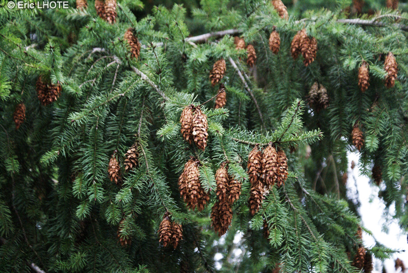 Pinaceae - Picea abies - Epicéa commun, Sapin de Norvège, Sapin rouge, Arbre de Noël