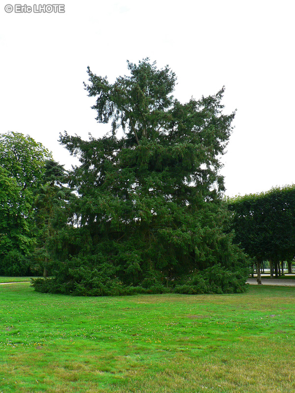 Pinaceae - Picea omorika - Epicéa de Serbie