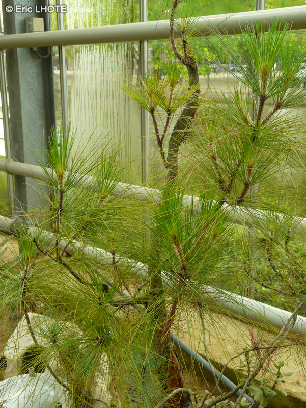 Pinaceae - Pinus canariensis - Pin des Canaries