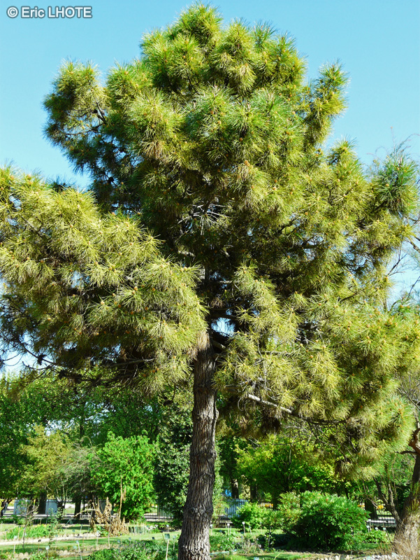  - Pinus maritima, Pinus pinaster - 