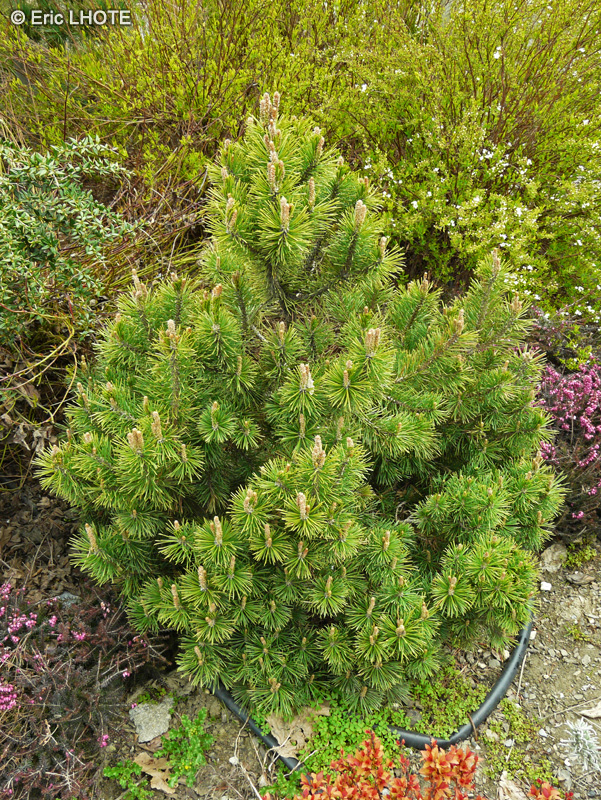 Pinaceae - Pinus mugo - Pin de montagne, Pin nain des montagnes