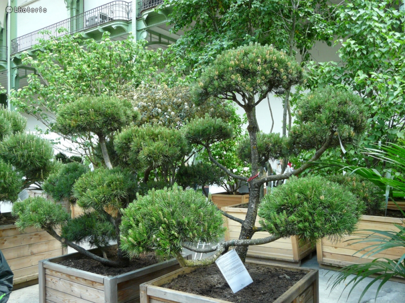 Pinaceae - Pinus nigra austriaca - Pin noir d’Autriche