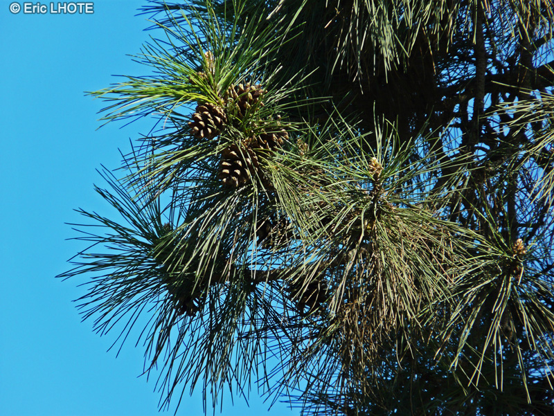 Pinaceae - Pinus nigra laricio - Pin laricio, Pin de Corse
