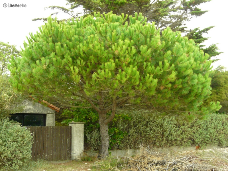 Pinaceae - Pinus pinea - Pinus