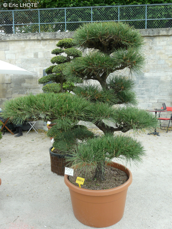 Pinaceae - Pinus thunbergii - Pin noir du Japon, Pin de Thunberg