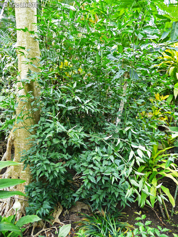 Piperaceae - Piper unguiculatum - Poivrier eau de Cologne