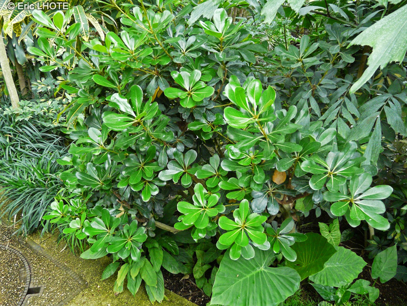 Pittosporaceae - Pittosporum tobira - Pittospore du Japon, Pittospore odorant