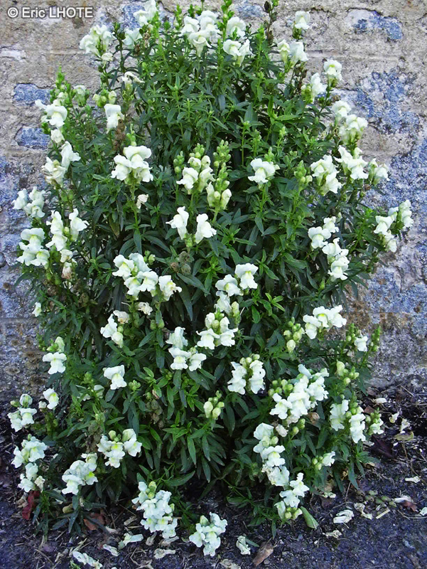 Plantaginaceae - Antirrhinum majus - Grand Muflier, Gueule-de-lion, Gueule-de-loup, Muflier