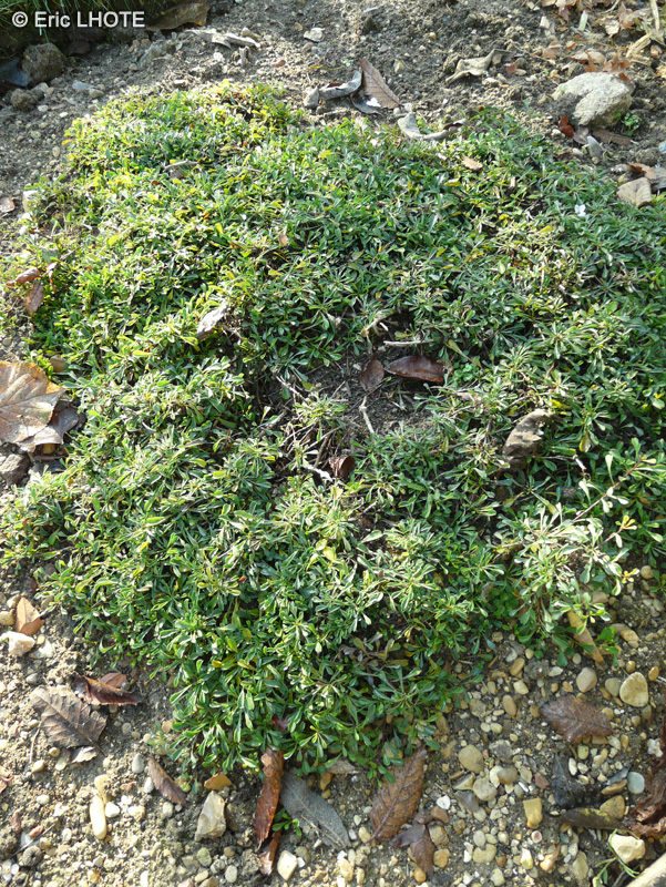  - Globularia cordifolia - 