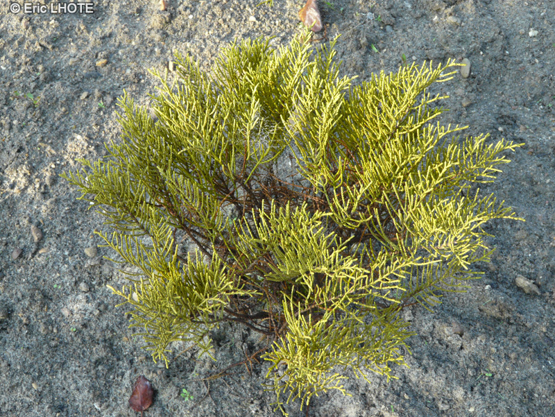 Plantaginaceae - Hebe ochraea - Véronique arbustive