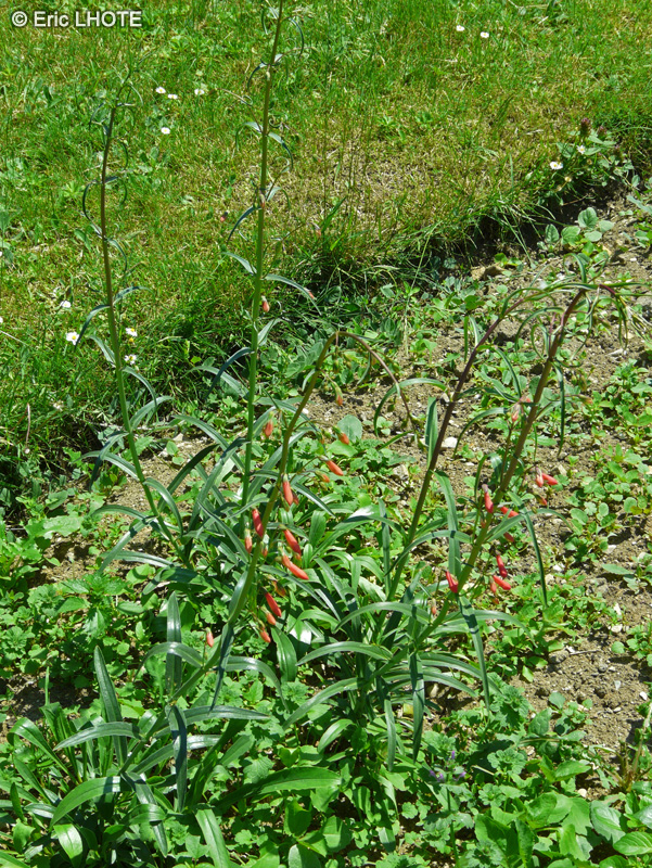 Plantaginaceae - Penstemon barbatus Coccineus - Penstémon, Galane