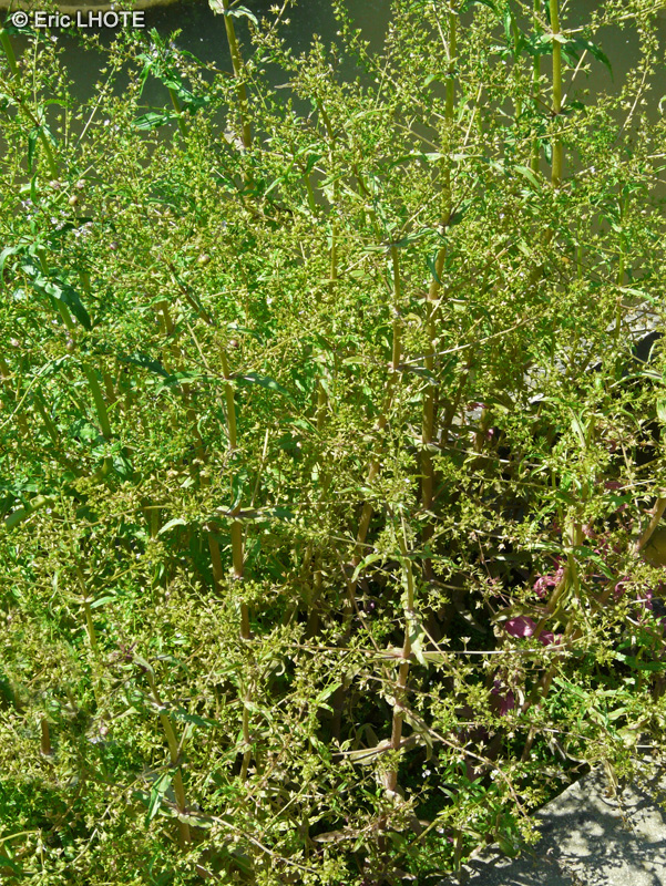 Plantaginaceae - Veronica anagallis-aquatica - Véronique Mouron d’eau, Mouron d’eau