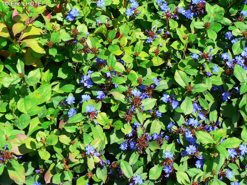 Plumbaginaceae - Ceratostigma plumbaginoides - Dentelaire bleue, Cératostigme