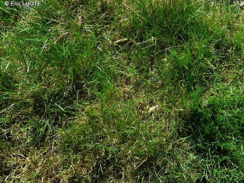 Poaceae - Agrostis capillaris - Agrostide commun
