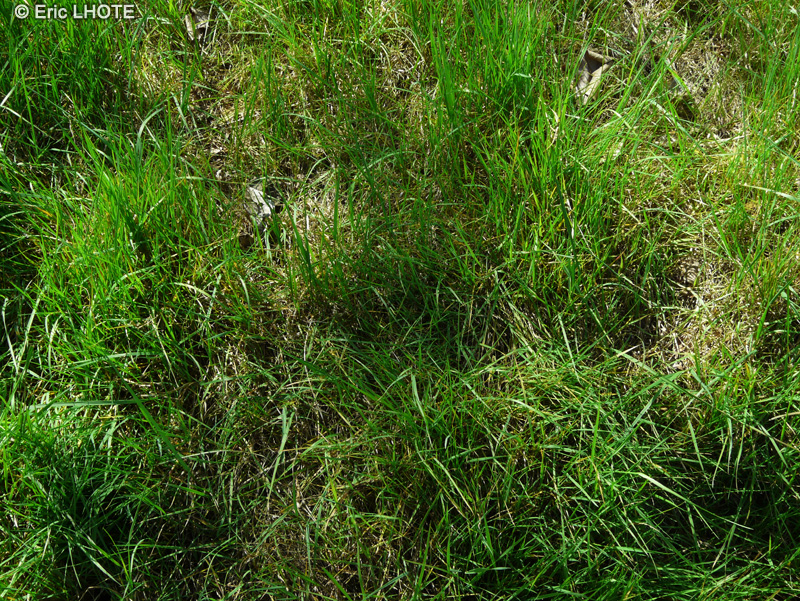 Poaceae - Agrostis stolonifera - Agrostide blanche, Agrostide stolonifère