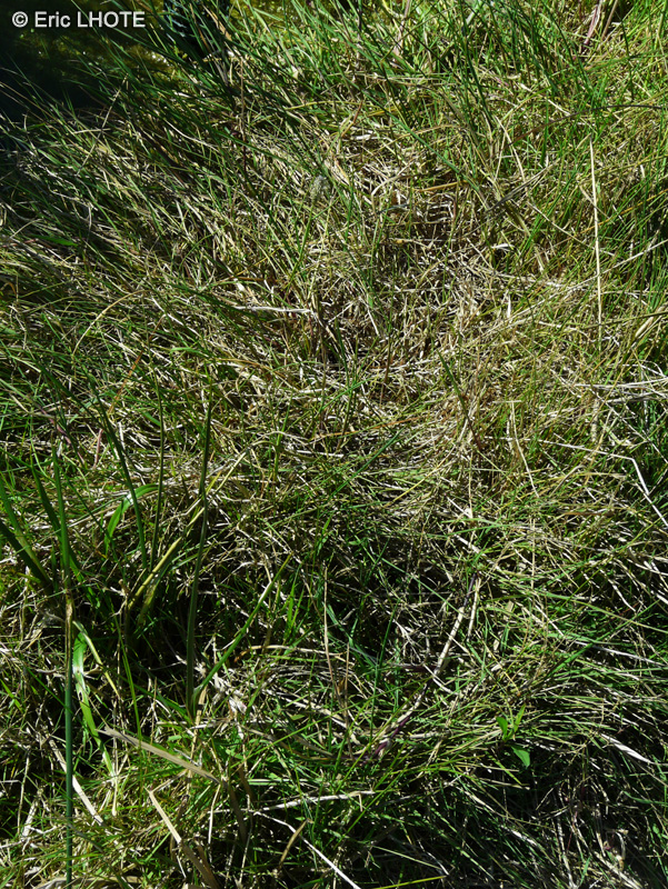 Poaceae - Alopecurus geniculatus - Vulpin genouillé