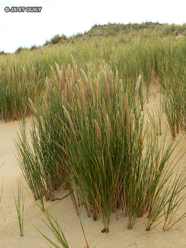 Poaceae - Ammophila arenaria, Arundo arenaria - Oyat, Roseau des sables, Gourbet, Ammophile des sables