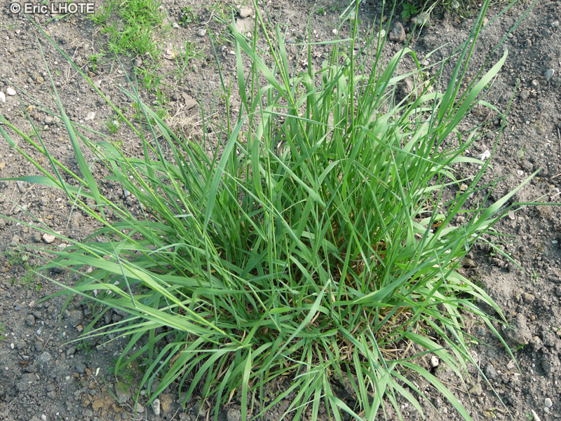 Poaceae - Arrhenatherum elatius ssp. bulbosum - Avoine bulbeuse, Avoine élevée, Avoine à chapelets, Fromental bulbeux, Arrhenathère bulbeuse, Chiendent à boules