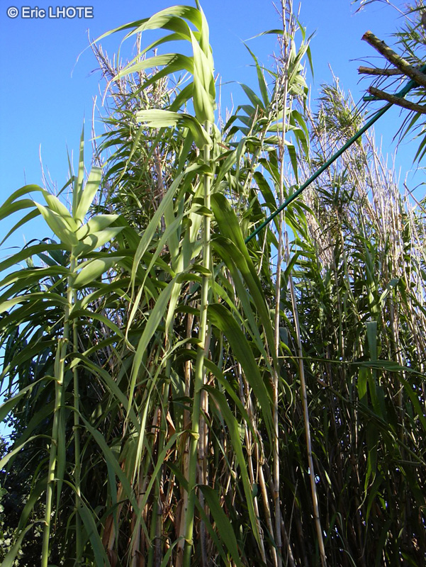 Poaceae - Arundo donax - Canne de Provence
