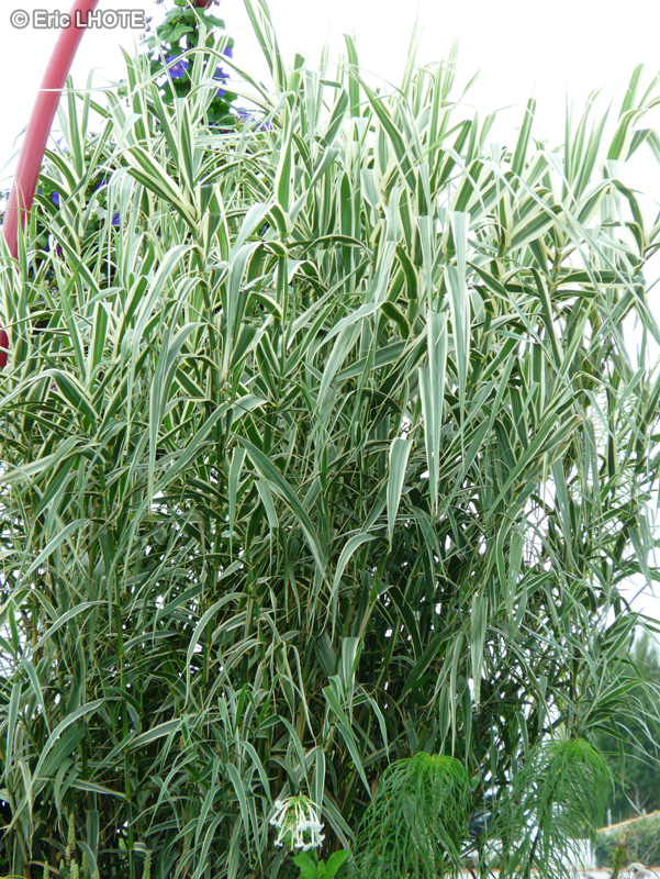 Poaceae - Arundo donax Variegata - Canne de Provence panachée