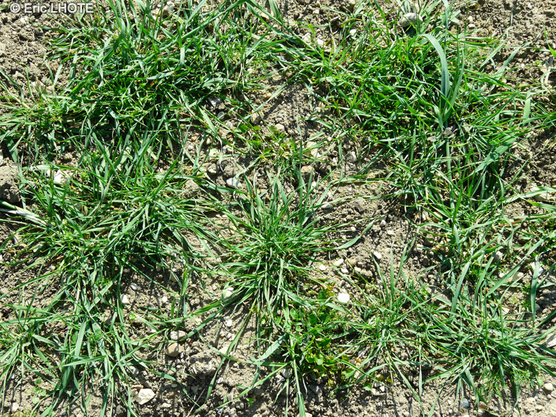 Poaceae - Avena barbata - Avoine barbue
