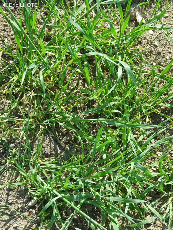 Poaceae - Avena sterilis - Avoine sauvage, Avoine stérile