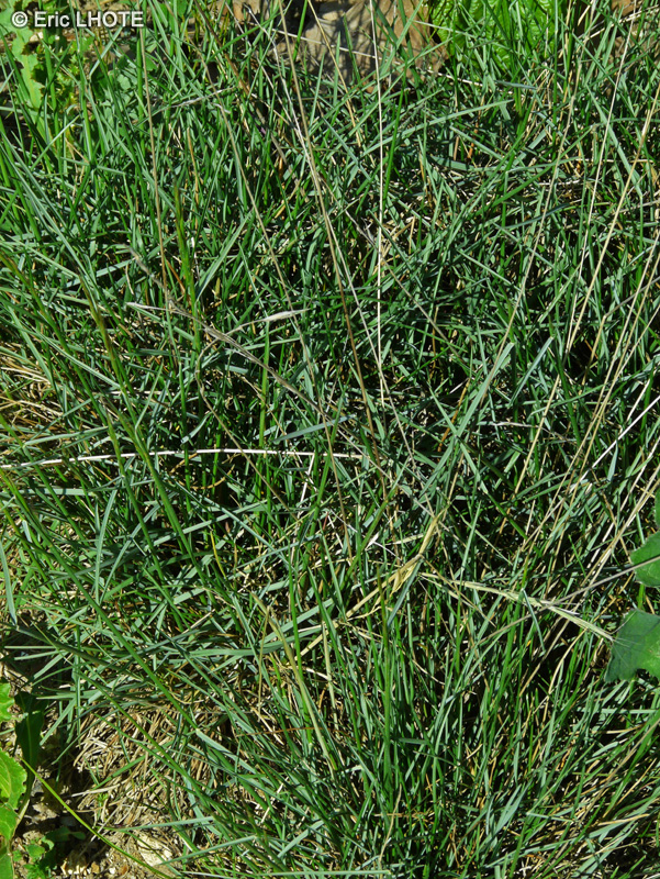 Poaceae - Avenula bromoides - Avoine faux brome