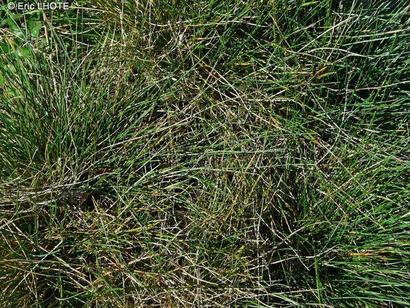 Poaceae - Avenula pubescens - Avoine pubescente
