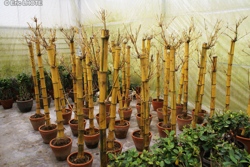 Poaceae - Bambusa vulgaris striata - Bambou strié