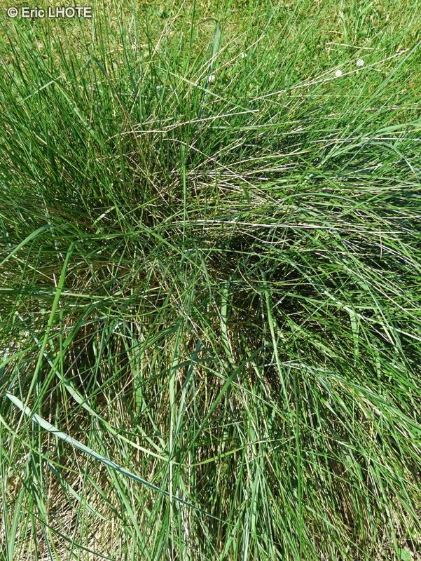 Poaceae - Brachypodium phoenicoide - Brachypode de Phénicie 