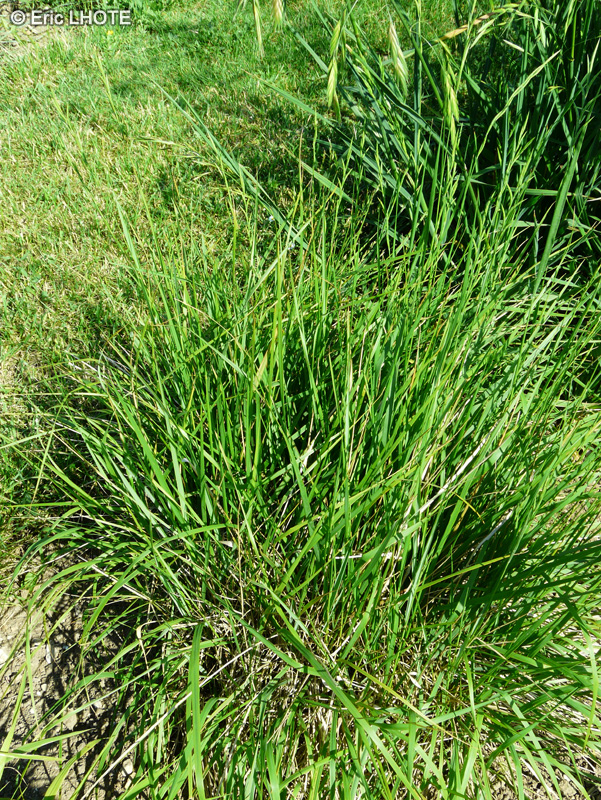 Poaceae - Brachypodium pinnatum - Brachipode penné