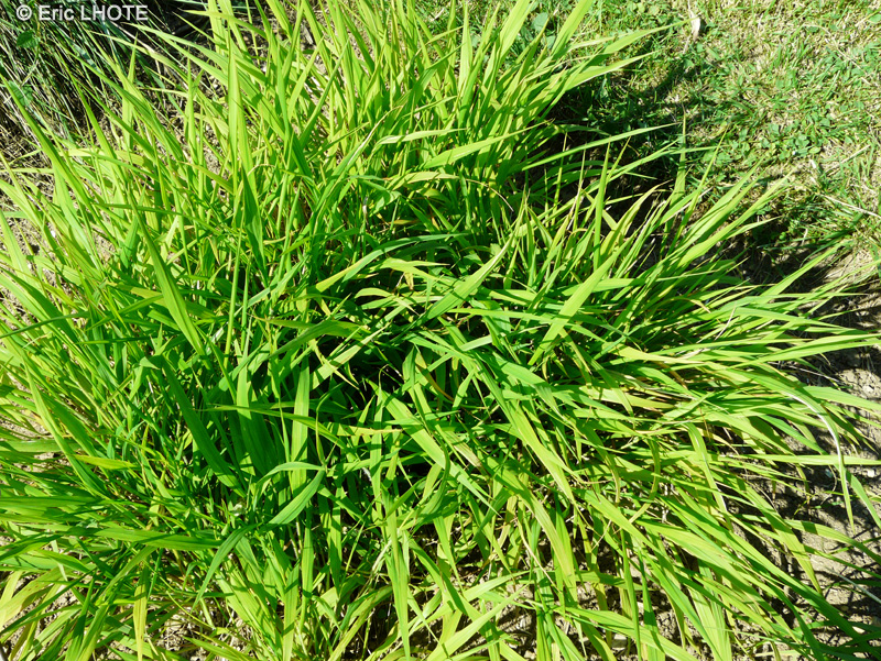 Poaceae - Brachypodium sylvaticum - Brachypode des bois