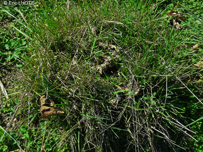 Poaceae - Briza media - Amourette commune, Brize intermédiaire, Brize moyenne