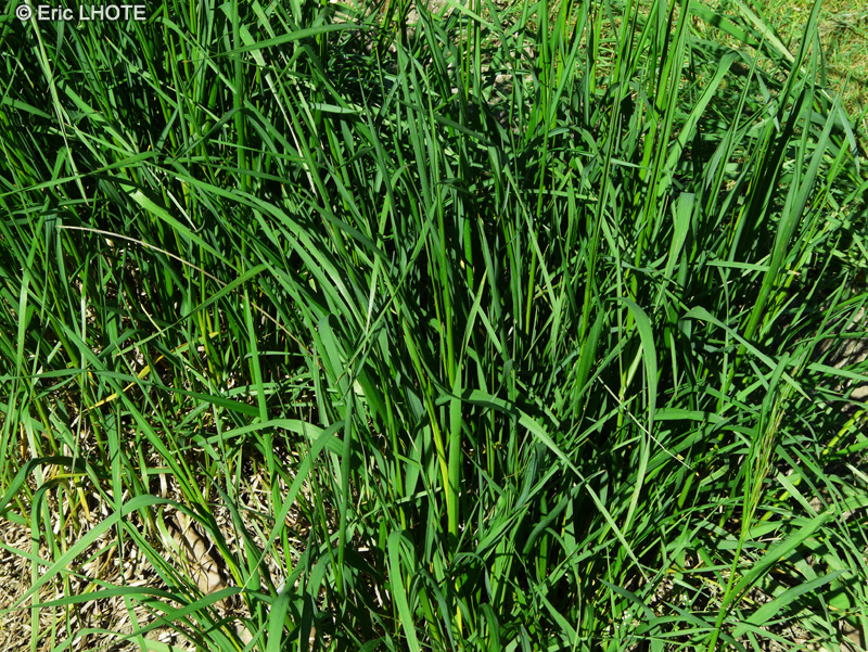 Poaceae - Bromus erectus - Brome dressé