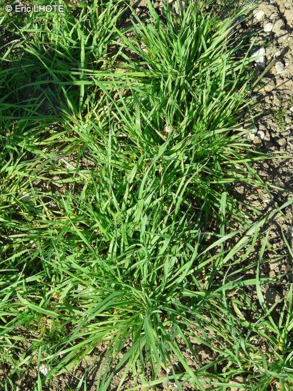 Poaceae - Bromus hordeaceus - Brome mou