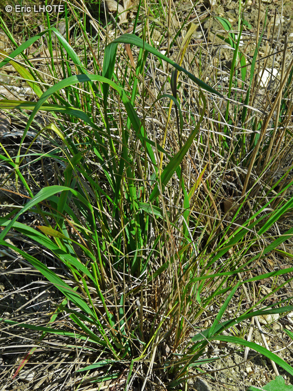 Poaceae - Calamagrostis arundinacea - Calamagrostis faux-Roseau