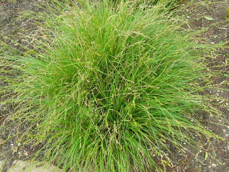 Poaceae - Carex curta, Carex canescens - Laiche courte, Laiche blanchâtre