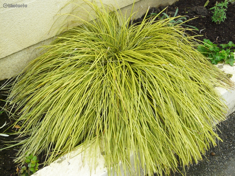 Poaceae - Carex elata aurea - Laiche élevée