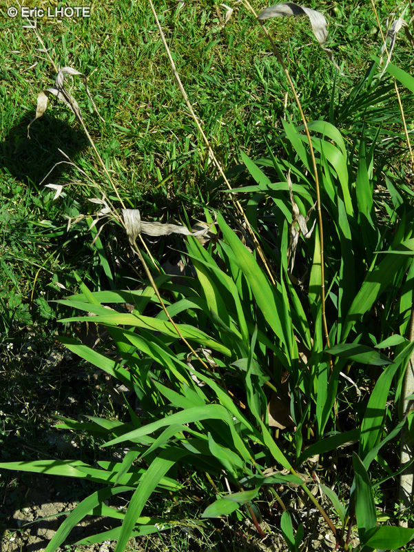  - Chasmanthium latifolium, Uniola latifolia - 