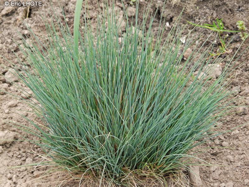 Poaceae - Corynephorus canescens Spiky Blue - Corynephore blanchâtre, Canche blanchâtre, Canche des sables
