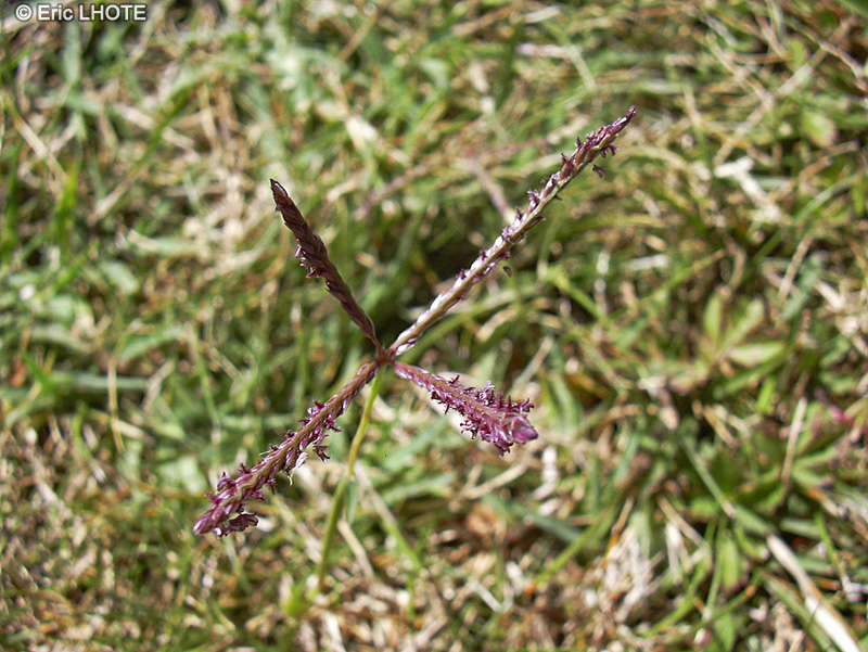 Poaceae - Cynodon Dactylon - Bermuda grass, Herbe des bermudes, Chiendent pied de poule