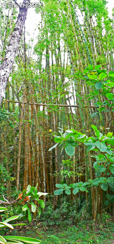 Poaceae - Dendrocalamus asper - Bambou géant