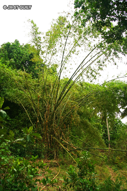Poaceae - Dendrocalamus giganteus - Bambou géant