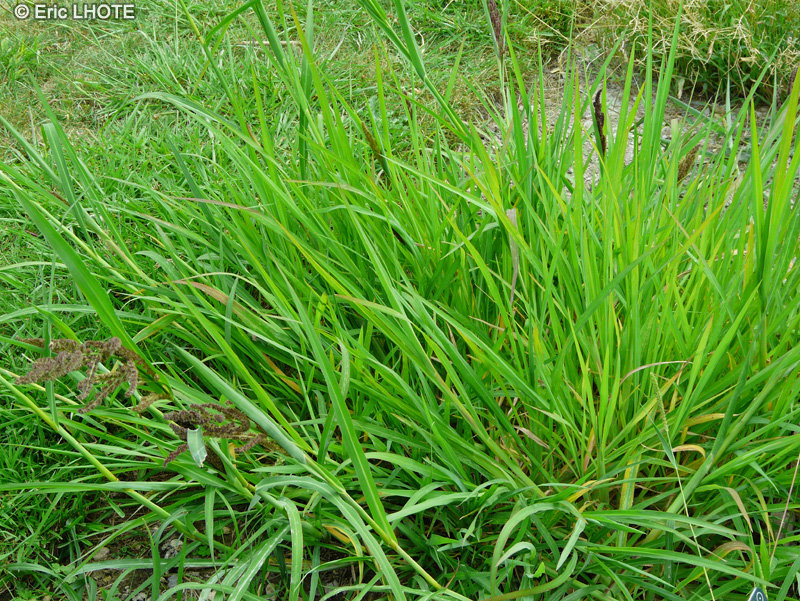Poaceae - Echinochloa crus-galli - Panic pied-de-coq