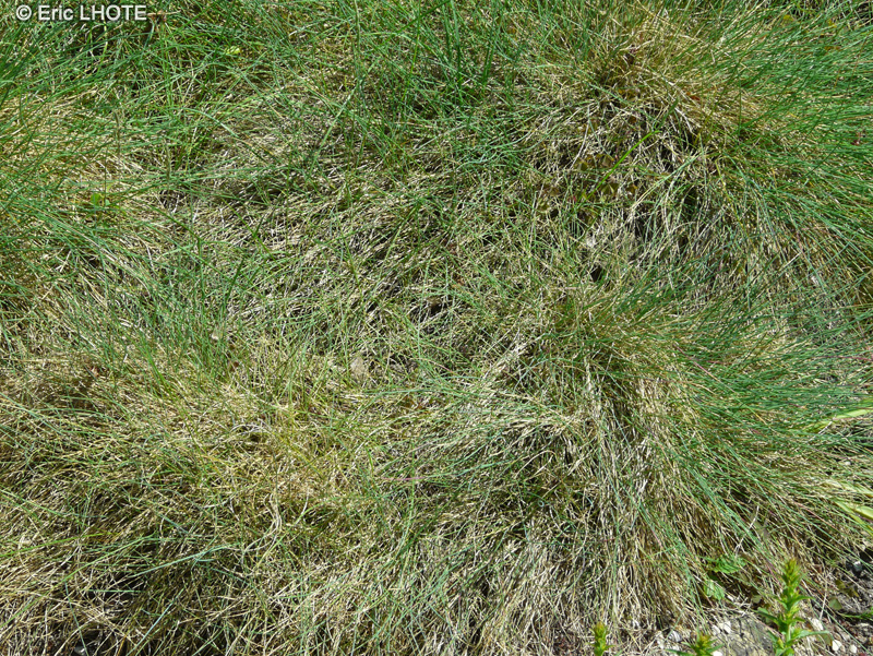 Poaceae - Festuca arvernensis - Fétuque d’Auvergne