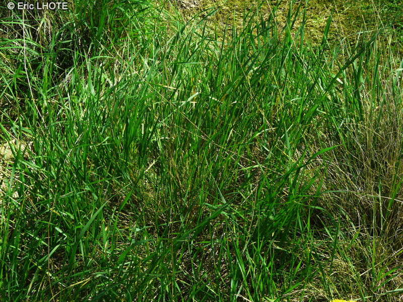 Poaceae - Festuca duriuscula ssp. glauca - Fétuque dure