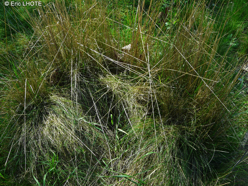 Poaceae - Festuca filiformis, Festuca tenuifolia - Fétuque capillaire