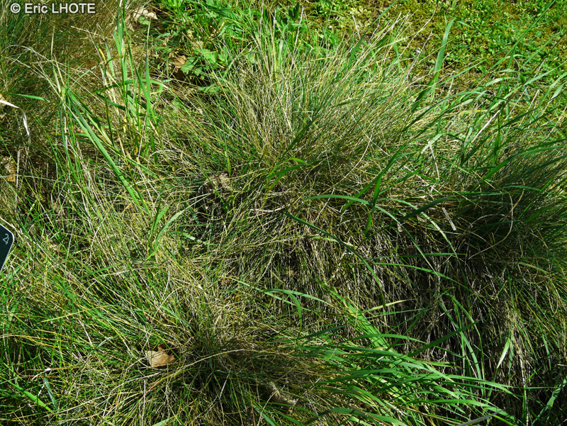 Poaceae - Festuca glauca - Fétuque glauque