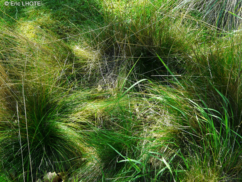 Poaceae - Festuca heterophylla - Fétuque à feuilles variables